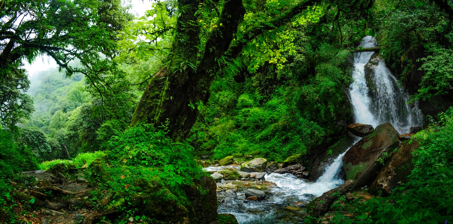 מסע איוואסקה באקוודור
