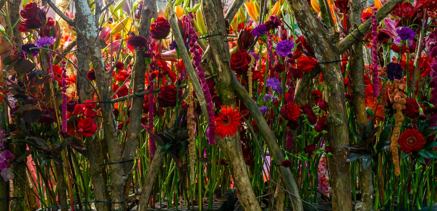 טקס איוואסקה